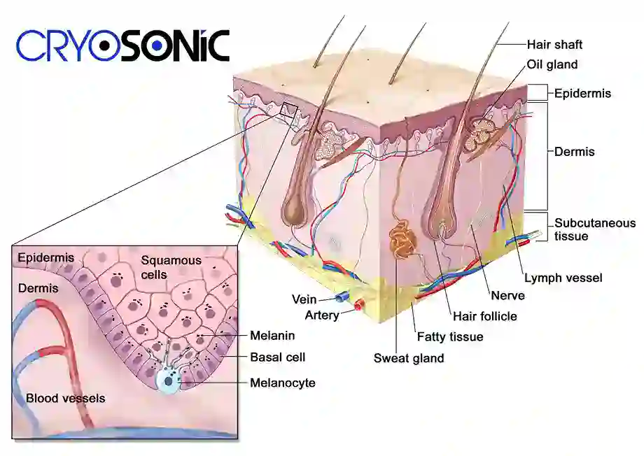 How Cryotherapy Stimulates Melanocyte Activity  Letchworth